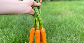 Venderé zanahorias de la variedad PERFECTION directamente del campo