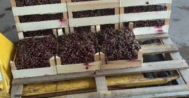 Cereza amarga de frutas 7142 Illmitz - ¡¡¡ideal para