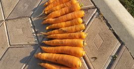 Precio: negociable en función de la cantidad deseada. Productor