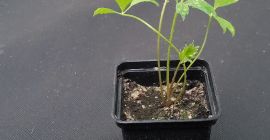 Lovage: esquejes en macetas de 7x7, bien enraizados, listos