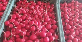 Venderé grandes cantidades de rábano túnel envasado para el