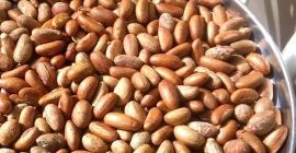 Bitter Kola (Garcinia kola) para la venta. Garcinia Kola