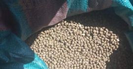 Venderé altramuces amargos de hoja estrecha. No rociar para