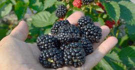 Compraré cualquier cantidad de ARÁNDANO POL-OWOC PODZAMCZE 53 24-300