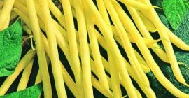 Hola, tenemos Judías verdes orgánicas a la venta de