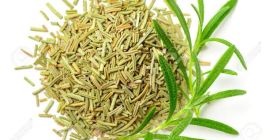 Ugaherbs Hierbas de romero (de hoja perenne) aquí en