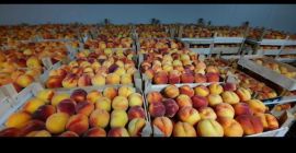 MELOCOTONES • Envase de cartón de 7 kg •