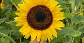 Venderé una flor de girasol cortada, preferiblemente más. Posibilidad