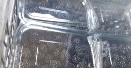 Blackberry thonfree bio directamente del fabricante