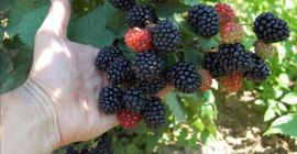 Moras de su propia cultura.