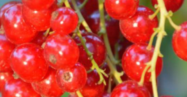 Venderé una variedad de grosella roja Rondom, unas 50