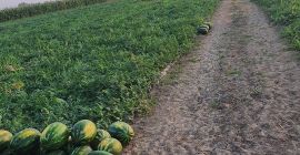 Vendo mirsini y karistan al por mayor más detalles