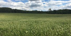 Cultivo ecológico sin cosas.