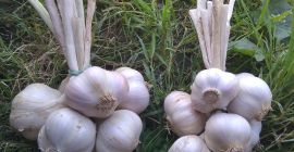 Venderé ajo de primavera polaco, variedad Jarus. Muy aromático.