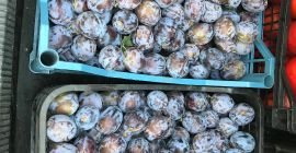 El país de origen de las ciruelas pasas Rumania,