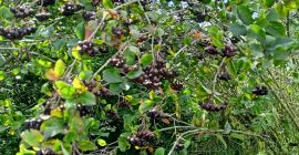 En cuanto a este momento, Aronia Piękności ... Vendimia