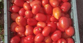 Venderé tomates de lima Venderé tomates de lima y de campo redondo
