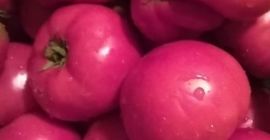 Vendo tomates de jardín cultivados de forma natural. Consumo