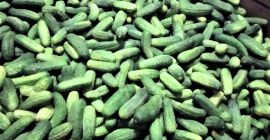 Venderé muy bonitos pepinos de campo, variedades de pulpo