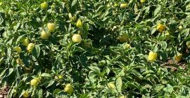 Productor de hortalizas Valea Ciorii, Ialomita. En este momento,