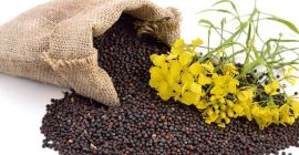 Tenemos colza a la venta en 2021. Productos de
