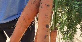 Zanahoria ecológica