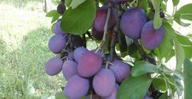 Producción de ciruelas de mesa 2021, precio negociable