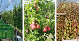 Kruska KARMEN, origen de las mercancías Serbia. Whatsapp +14403403236