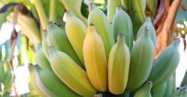 Venta de bananos. País de origen: Costa Rica. La