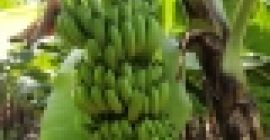 ¿QUÉ ES APLICACIÓN SOLAMENTE? Nuestros productos han sido exportados