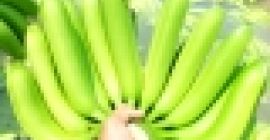 ¿QUÉ ES APLICACIÓN SOLAMENTE? Nuestros productos han sido exportados