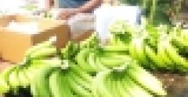 ¿QUÉ ES APLICACIÓN SOLAMENTE? Nuestros productos han sido exportados