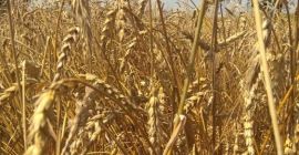 Ofrecemos a la venta trigo, soja, arroz, lentejas, maíz,