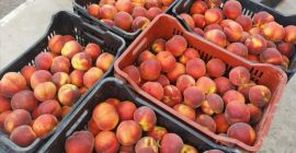 Ofrecemos melocotones de calidad B, C, A, AA, AAA
