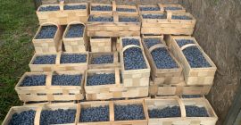 Venderé 500 kg de arándanos, calibre 12 plus, sueltos