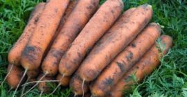 Precio: negociable en función de la cantidad deseada. Productor