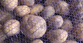 Venderé grandes cantidades de patatas preparadas para el cliente.