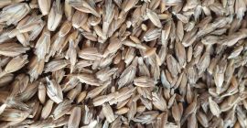 Espelta con certificado ecológico Agro Bio Test. Cosecha 2021.