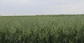 Avena certificada por el Agro Bio Test ecológico. Variedad