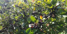 Venderé aronia, desgarrada a mano, cosecha alrededor del 15