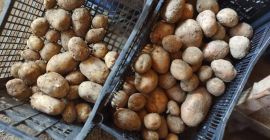 Hola, vendo patatas bellarosa roja de este año y