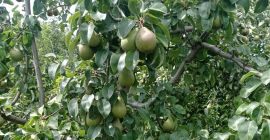Tenemos Plum para hacer. Mero. grandes cantidades