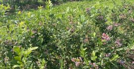 Entrega fresca diaria, estamos certificados GLOBAL GAP