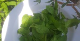 Cultivo planta de menta y quería vender necesito comprador