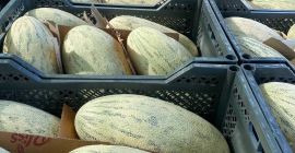 Estimados clientes, les ofrezco dulce melón de miel llamado