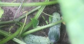 Pepino de campo pulpo directamente de la plantación. Precio