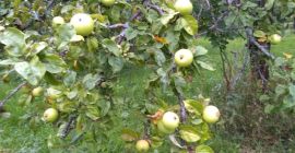 Venderé fruta orgánica certificada para procesamiento, de árboles de