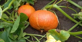 Vender calabazas hokkaido precio negociable grandes cantidades