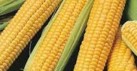 Maíz amarillo y maíz blanco / maíz para la