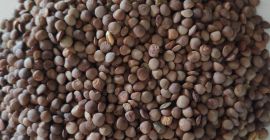 Lentejas marrones orgánicas - a la venta. Procedente de